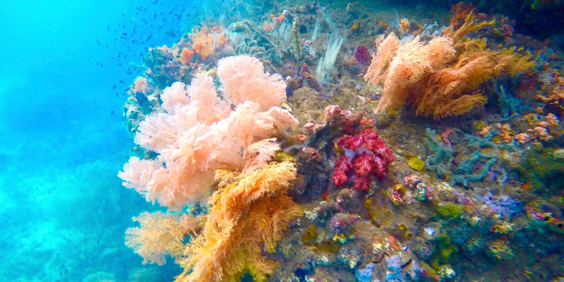 Roze, oranje en rode zachte koralen aan een wand, in turquoise water met kleine visjes, in de Passage tussen Gam en Waigeo