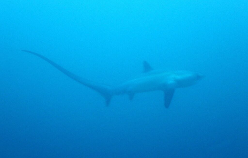 Het silhouet van een pelagische voshaai in egaal blauw, met zijn lange staart in een boog naar links