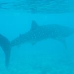 Een walvishaai zwemt vlak onder het oppervlak boven een rifbodem, in wat troebel turquoise water