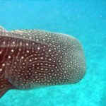 Close-up van de kop van een walvishaai, met donkerbruine huid vol witte stippen en lijnen en zichtbare kieuwspleten, tegen een turquoise achtergrond