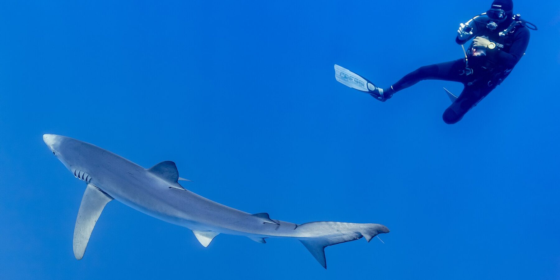 Een blauwe haai met een lang zilvergrijs lichaam en gespreide borstvinnen zwemt in het diepe blauw onder een duiker in een zwart wetsuit die hem fotografeert