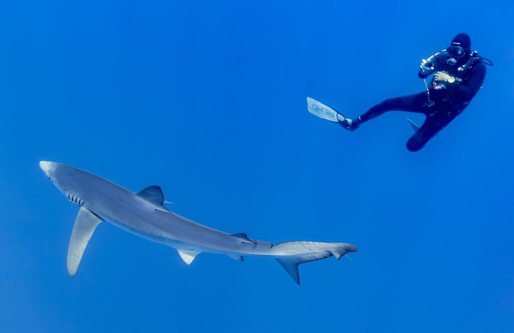 Een lange, slanke blauwe haai zwemt schuin door het blauw, met de spitse snuit, de lange borstvin en de staart goed zichtbaar, terwijl een duiker in een zwart pak hem van bovenaf fotografeert