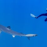 Een lange, slanke blauwe haai zwemt schuin door het blauw, met de spitse snuit, de lange borstvin en de staart goed zichtbaar, terwijl een duiker in een zwart pak hem van bovenaf fotografeert
