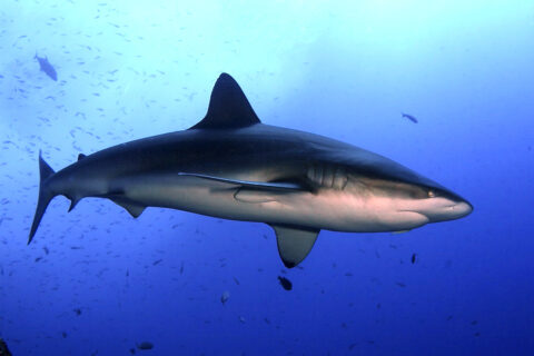Een galapagoshaai van opzij gezien in het blauw, midden in een wolk kleine visjes: hoge eerste rugvin, grijsbruine rug, witte buik, brede, ronde snuit