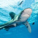 Een oceanische witpunthaai met wit omrande vinnen zwemt onder het oppervlak, omringd door gestreepte loodsvissen