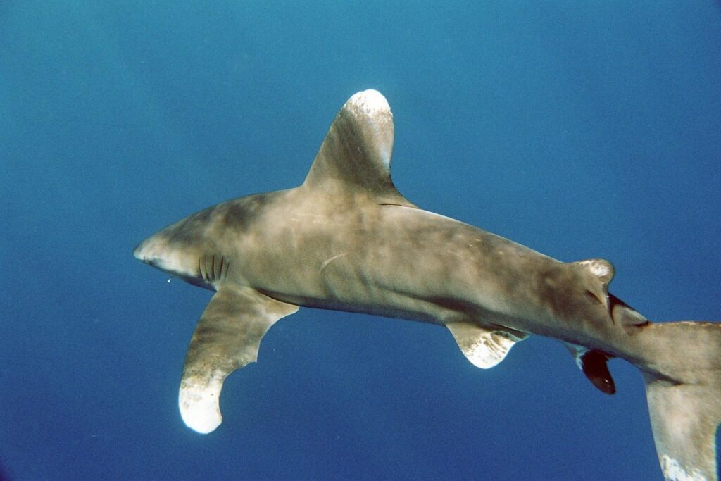 Een oceanische witpunthaai van dichtbij en iets van boven gezien: enorme ronde eerste rugvin en lange ronde borstvin, met witte punten gemarmerd met donkere vlekken, grijsbronzen rug