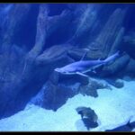 Een gladde hamerhaai van opzij gezien, met de kop naar links, in het blauwe bassin van een aquarium: de platte hamerkop met het oog aan het uiteinde, een hoge rugvin en een lichte buik; een rog en een andere haai zwemmen over het zand eronder
