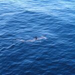 Een gladde hamerhaai van bovenaf gezien, net onder het oppervlak van een blauwe zee, met de rugvin boven water en de hamerkop goed zichtbaar voor hem