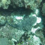 Een gefranjerde wobbegong van bovenaf gezien, plat op het rif, zijn grijs gemarmerde tekening opgaand in de koralen, de kop met franjes rechts en de staart naar links gebogen.