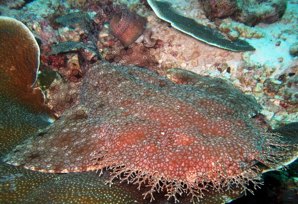Close-up van een gefranjerde wobbegong die op het rif ligt, afgeplat roodbruin lichaam met kleine lichte vlekjes, de franje van vertakte lobben rond zijn kop op de voorgrond, tegen een tafelkoraal.