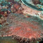 Close-up van een gefranjerde wobbegong die op het rif ligt, afgeplat roodbruin lichaam met kleine lichte vlekjes, de franje van vertakte lobben rond zijn kop op de voorgrond, tegen een tafelkoraal.