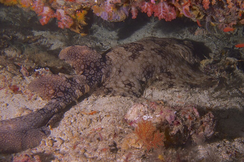Een wobbegong ligt languit op het zand onder een overhang van roze zachte koralen, de bruine rug bedekt met een mozaïek van donkere vlekken omringd door lichte stippen, de twee rugvinnen en de opgevouwen staart links, de kop rechts