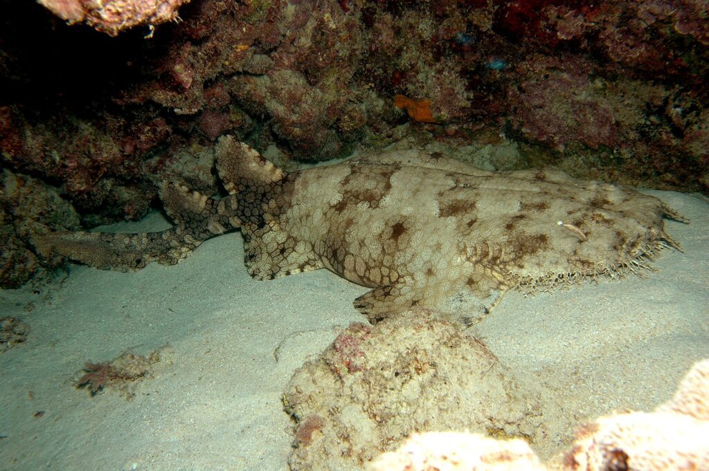 Een hele wobbegong ligt op het zand van een grot: de brede kop met franje rechts, de afgeronde borstvinnen, het lichaam dat achter de buikvinnen smaller wordt, twee ver naar achteren geplaatste rugvinnen en een korte staart, beige met bruine vlekken