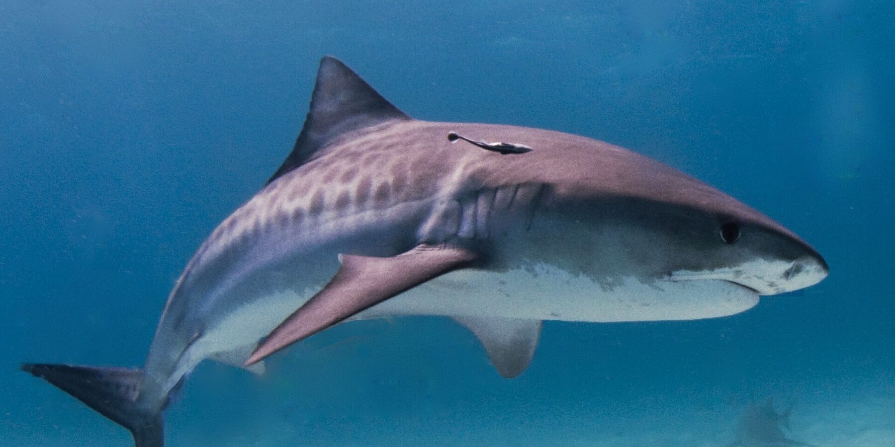 Een tijgerhaai van opzij boven een lichte zandbodem, met de donkere strepen zichtbaar op de flanken en een remora onder de rugvin