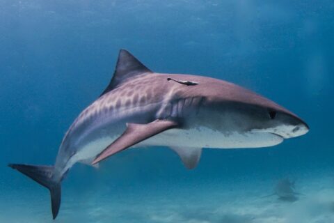 Een tijgerhaai van opzij boven een lichte zandbodem, met de donkere strepen zichtbaar op de flanken en een remora onder de rugvin