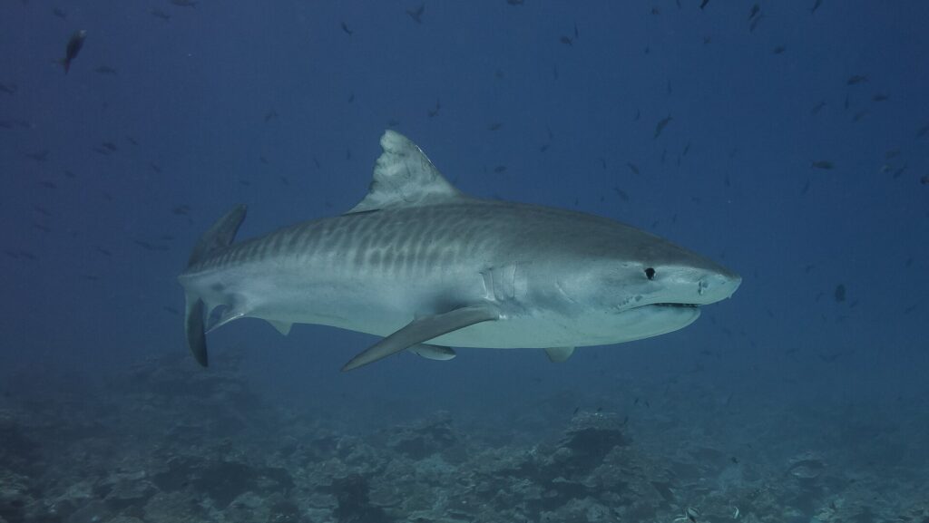 Een tijgerhaai van opzij boven een rif: de grijze rug met donkere verticale strepen op de flanken, de massieve kop met een korte, vierkante snuit, het zwarte oog, een remora onder de buik en vissen eromheen