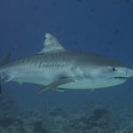 Een tijgerhaai van opzij boven een rif: de grijze rug met donkere verticale strepen op de flanken, de massieve kop met een korte, vierkante snuit, het zwarte oog, een remora onder de buik en vissen eromheen