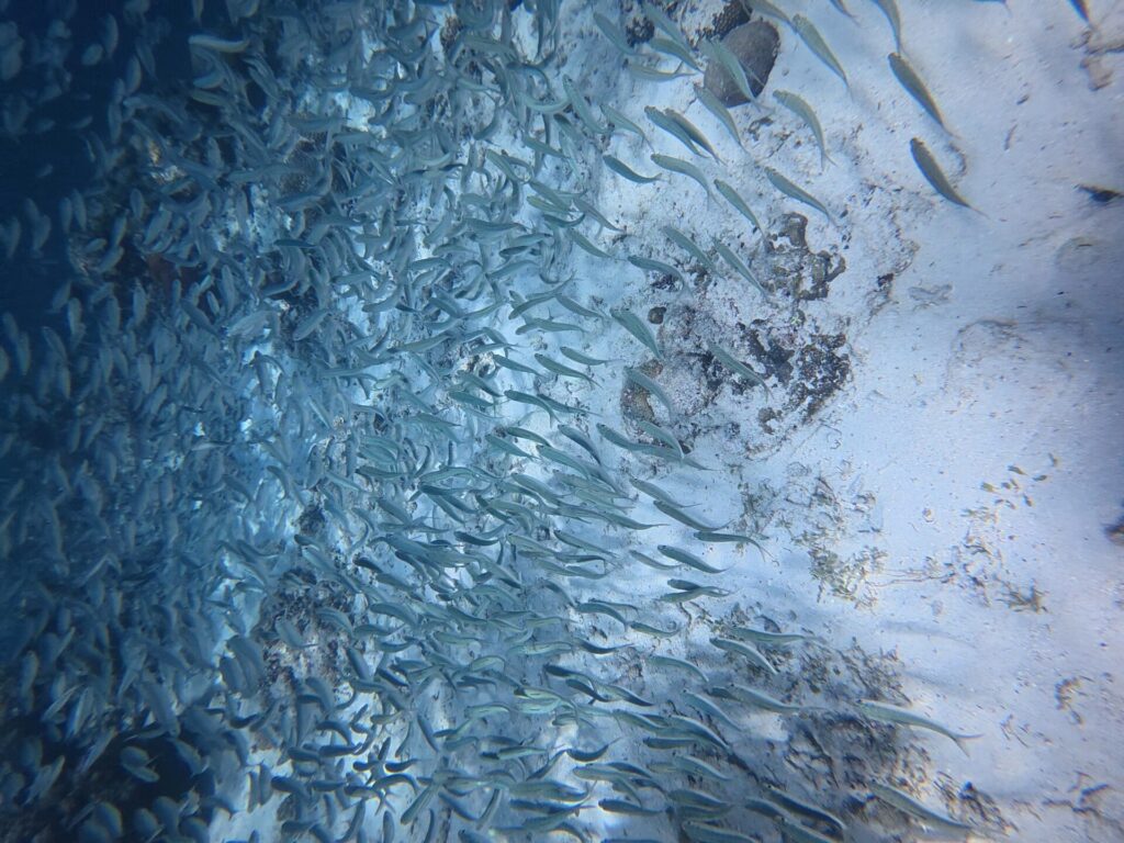 Een dichte school zilveren sardines scheert over een heel lichte zandbodem met donkere rotsen, de massa vissen dichter naar links, in het blauw.