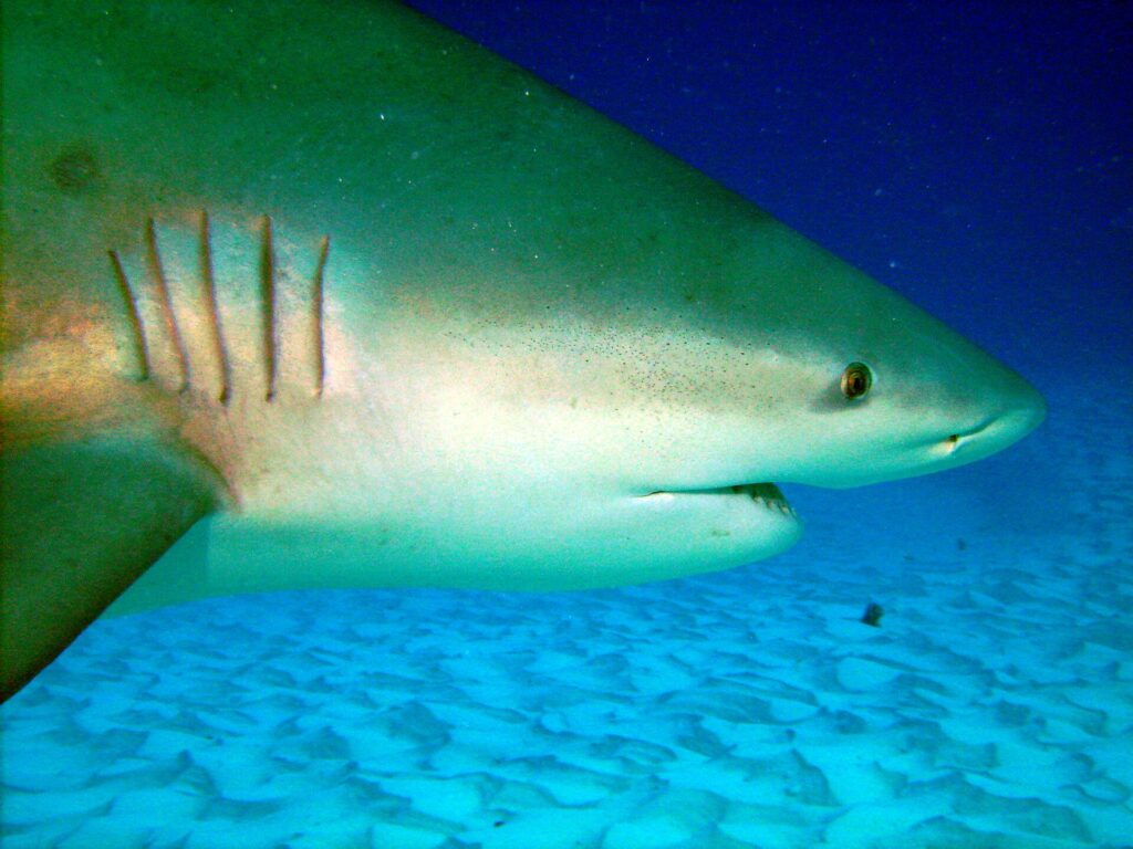 Close-up van de kop van een stierhaai, met de vijf kieuwspleten, het kleine oog en de halfopen bek, boven golvend zand