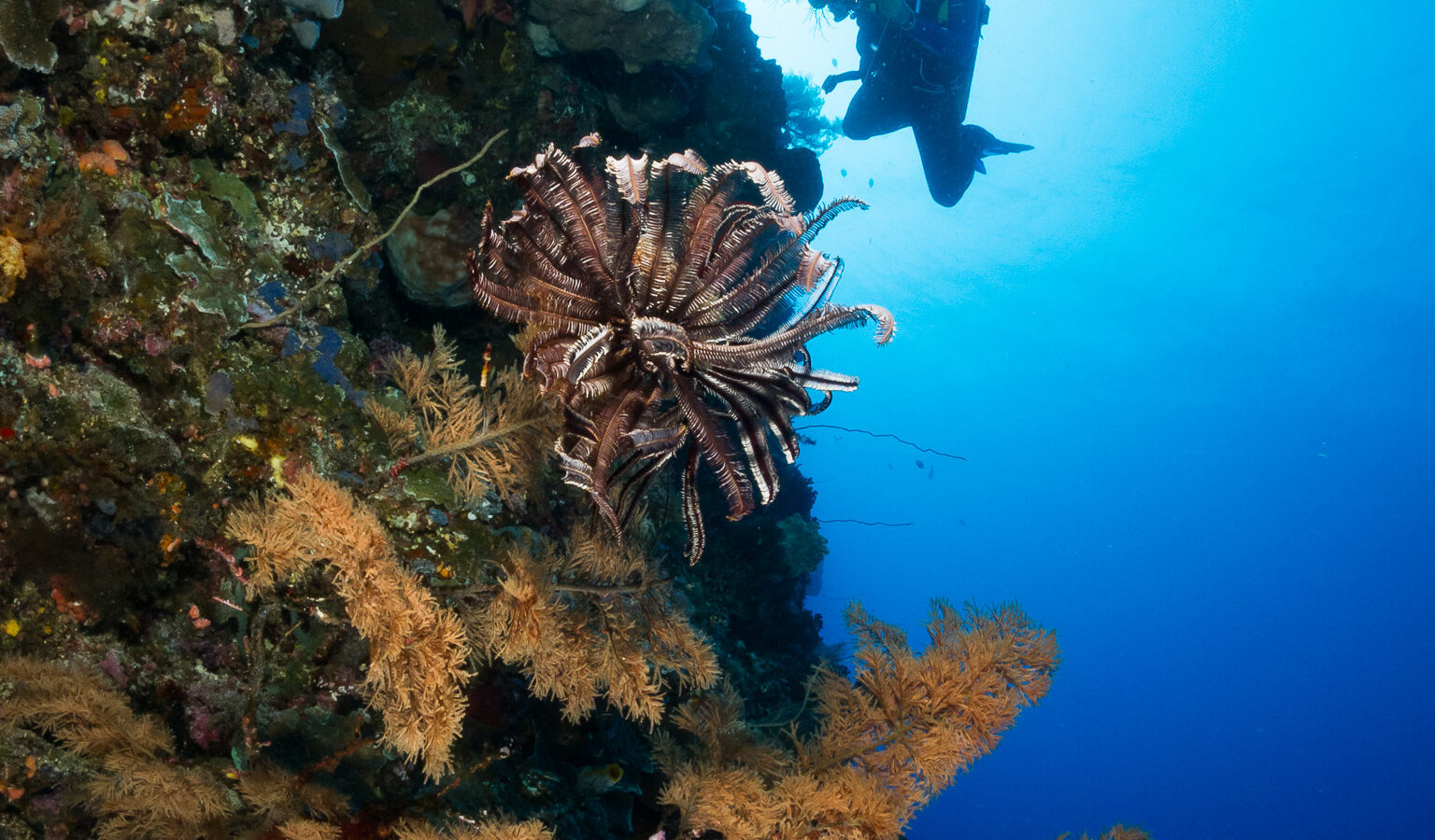 Een verticale wand bedekt met sponzen en zwarte koralen met goudkleurige takken, een bruine haarster in het midden, met een fotograferende duiker als silhouet tegen het door de zon verlichte blauwe water.