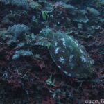 Een zeeschildpad met een donker schild met witte vlekken, van bovenaf gezien, die eet op een rif van zachte koralen en rode korstvormers, met een Moorse afgod boven haar.