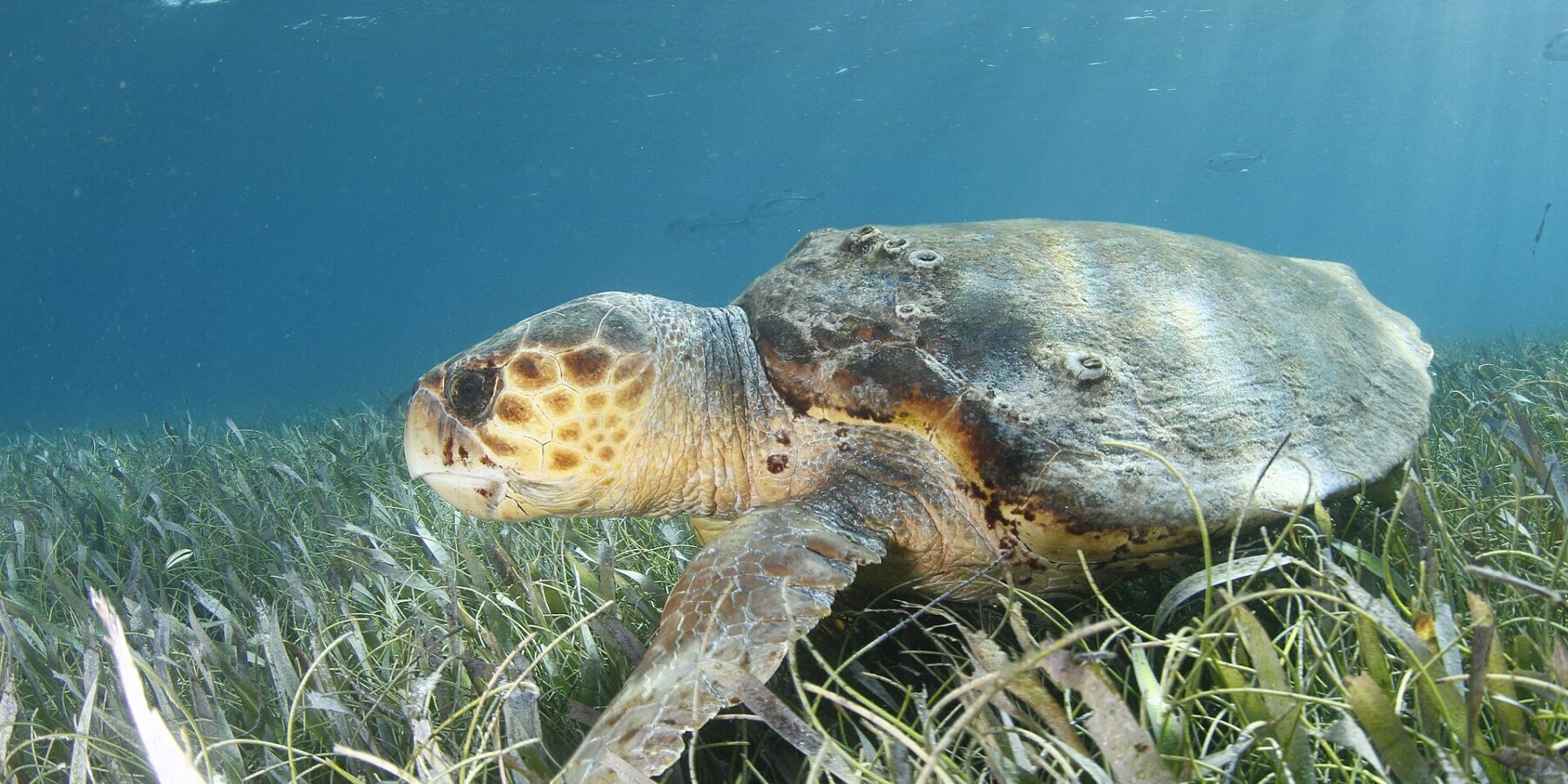 Een onechte karetschildpad van opzij boven een zeegrasveld, de kop links: een enorme kop bedekt met bruine schubben met een gele rand, een dikke snavel, een bruin schild bezaaid met zeepokken en een voorflipper die in het gras rust