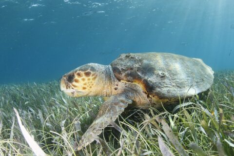 Een onechte karetschildpad van opzij boven een zeegrasveld, de kop links: een enorme kop bedekt met bruine schubben met een gele rand, een dikke snavel, een bruin schild bezaaid met zeepokken en een voorflipper die in het gras rust