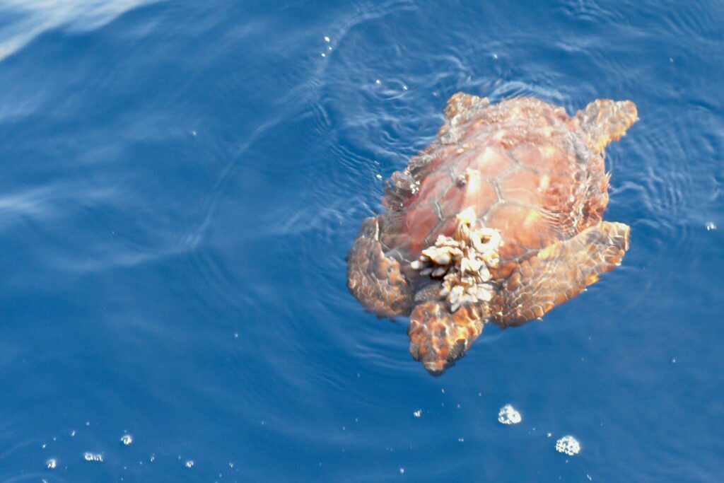 Een jonge onechte karetschildpad van bovenaf gezien aan het oppervlak van een blauwe zee, de kop naar de onderkant van het beeld: een oranjebruin schild met duidelijk getekende hoornplaten, een tros zeepokken vooraan en gespreide flippers
