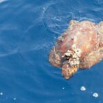 Een jonge onechte karetschildpad van bovenaf gezien aan het oppervlak van een blauwe zee, de kop naar de onderkant van het beeld: een oranjebruin schild met duidelijk getekende hoornplaten, een tros zeepokken vooraan en gespreide flippers