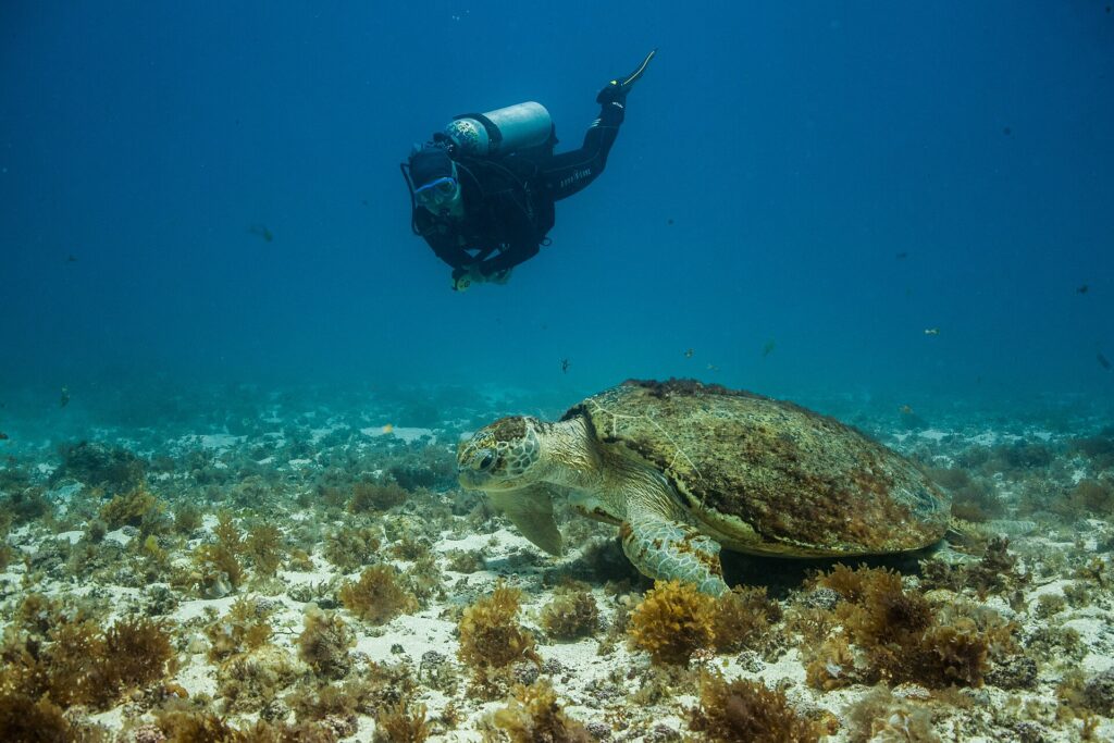 Een grote onechte karetschildpad ligt op een bodem van zand en bruine algen, het schild begroeid met algen, terwijl een duiker boven hem langs zwemt en kijkt