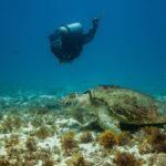 Een grote onechte karetschildpad ligt op een bodem van zand en bruine algen, het schild begroeid met algen, terwijl een duiker boven hem langs zwemt en kijkt