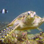 Een karetschildpad zwemt naar de lens, met een kromme snavel en geschubde vinnen, met een zwart-witte koraaljuffer erachter