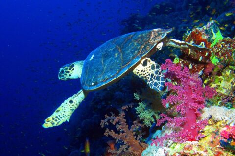 Een karetschildpad zwemt langs een wand boven roze zachte koralen, met het diepe blauw achter zich