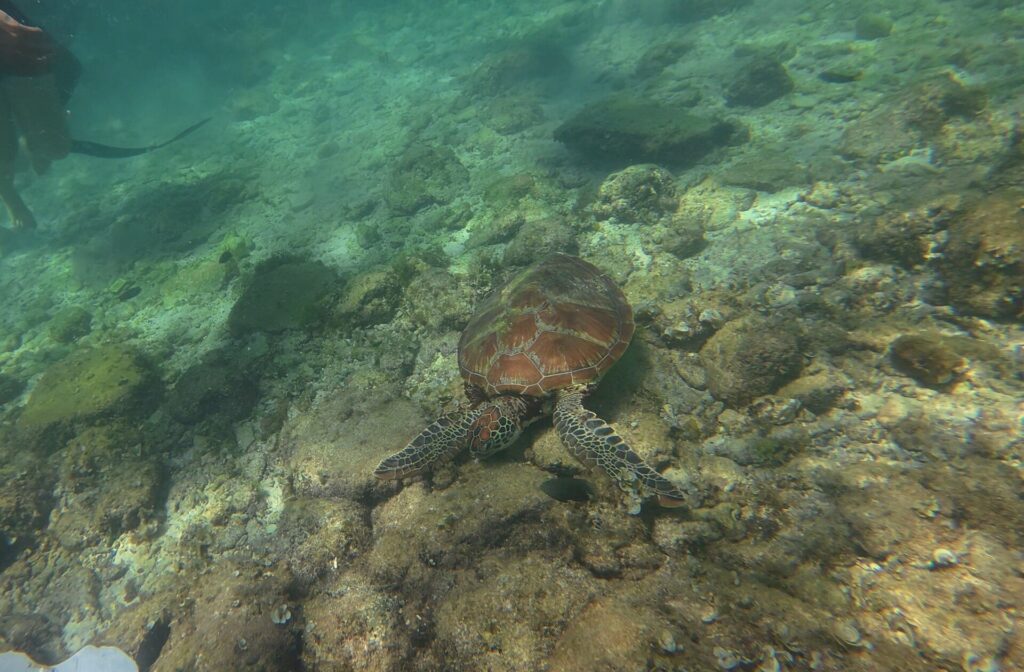 Van bovenaf gezien een zeeschildpad met een bruin schild vlak boven een rotsbodem vol algen, in lichtgroen water, met de benen en vin van een zwemmer linksboven.