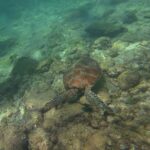 Van bovenaf gezien een zeeschildpad met een bruin schild vlak boven een rotsbodem vol algen, in lichtgroen water, met de benen en vin van een zwemmer linksboven.