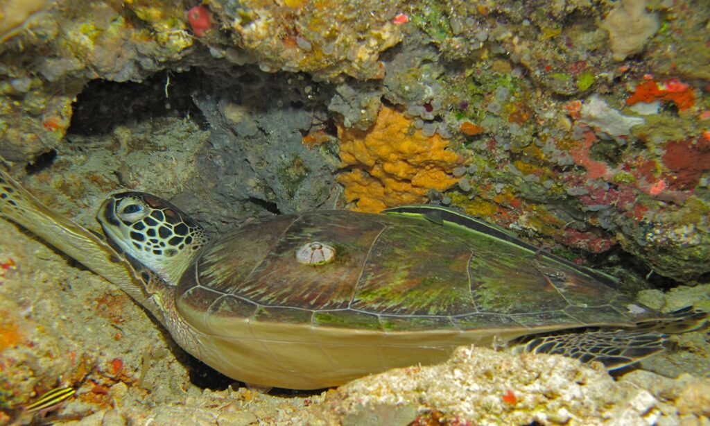 Een groene zeeschildpad ligt onder een overhang van het rif, het bruingroene schild met een zeepok en een gestreepte schildvis erop, voor een gele spons.