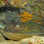Een groene zeeschildpad ligt onder een overhang van het rif, het bruingroene schild met een zeepok en een gestreepte schildvis erop, voor een gele spons.
