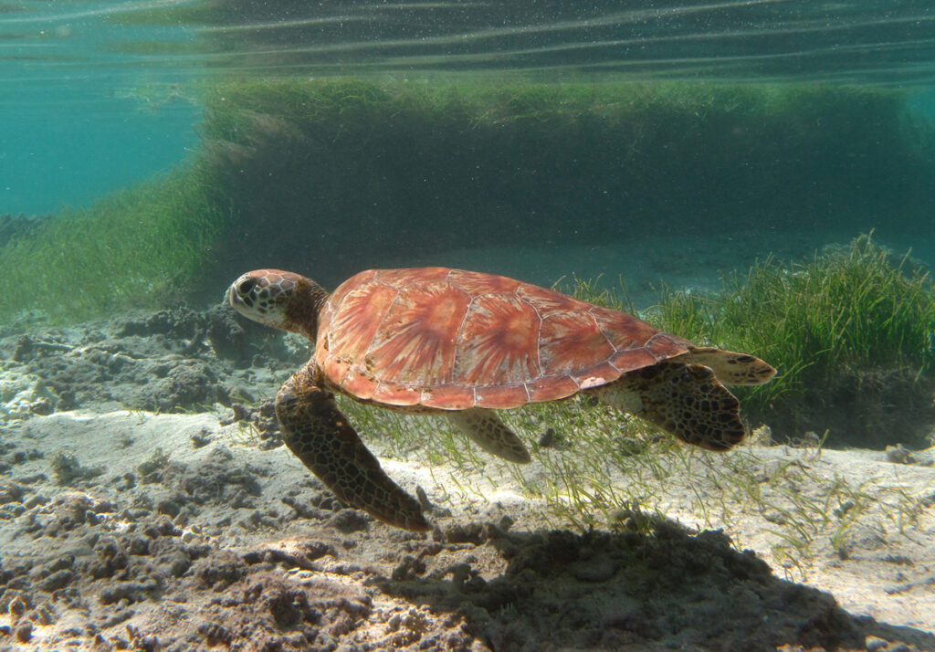Een jonge groene zeeschildpad met een oranjeachtig schild met waaiervormige strepen zwemt vlak boven het zand, voor een zeegrasveld, net onder het oppervlak