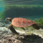 Een jonge groene zeeschildpad met een oranjeachtig schild met waaiervormige strepen zwemt vlak boven het zand, voor een zeegrasveld, net onder het oppervlak