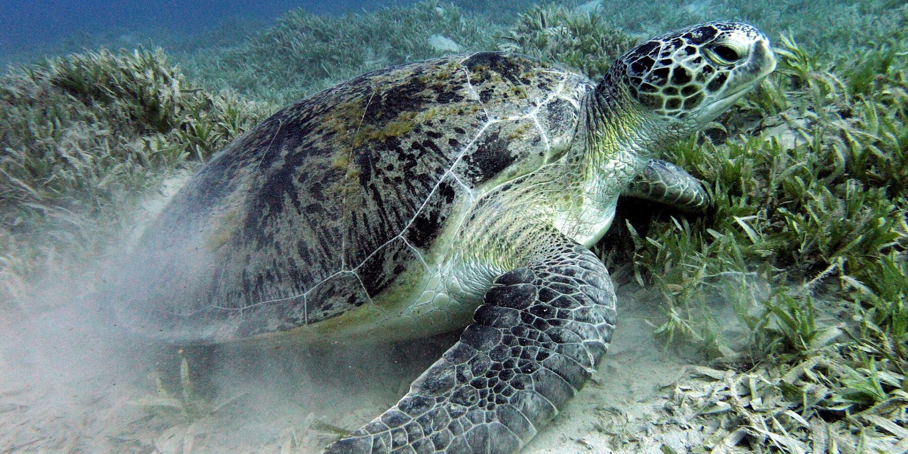 Een groene zeeschildpad graast in het zeegrasveld op de zandbodem, vlak bij Marsa Alam, in de Rode Zee