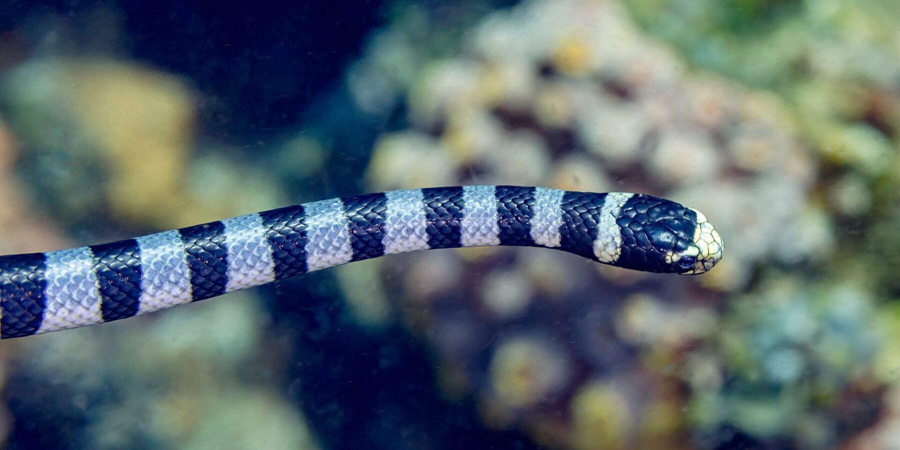 Een gestreepte zeeslang, van opzij gezien, zwemt horizontaal voor een onscherp rif: de zwarte kop met een lichtgele snuit en lip, het lijf met zwarte en grijsblauwe ringen