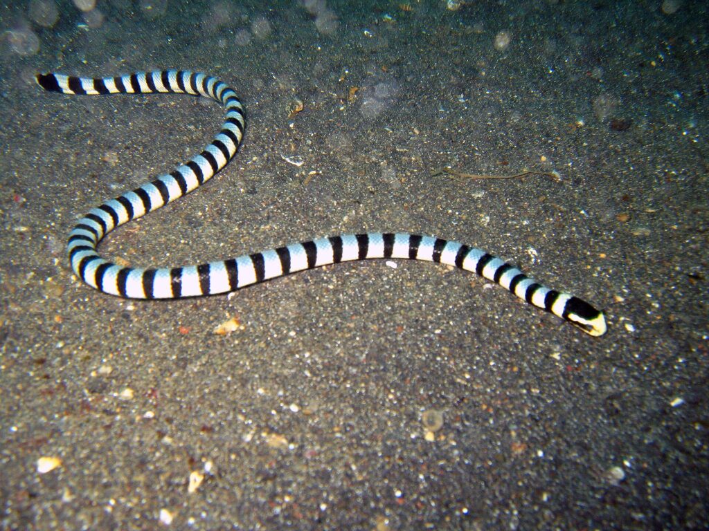 Een hele gestreepte zeeslang ligt in een S-vorm op donkergrijs vulkanisch zand, van de staart linksboven tot de zwarte kop met gele snuit rechts, het lijf met regelmatige zwarte ringen op een blauwwitte ondergrond