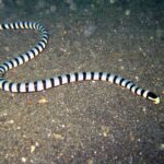 Een hele gestreepte zeeslang ligt in een S-vorm op donkergrijs vulkanisch zand, van de staart linksboven tot de zwarte kop met gele snuit rechts, het lijf met regelmatige zwarte ringen op een blauwwitte ondergrond