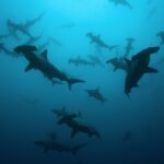 Een school geschulpte hamerhaaien als silhouetten in blauwgroen water, van onderen gezien, een stuk of twintig dieren