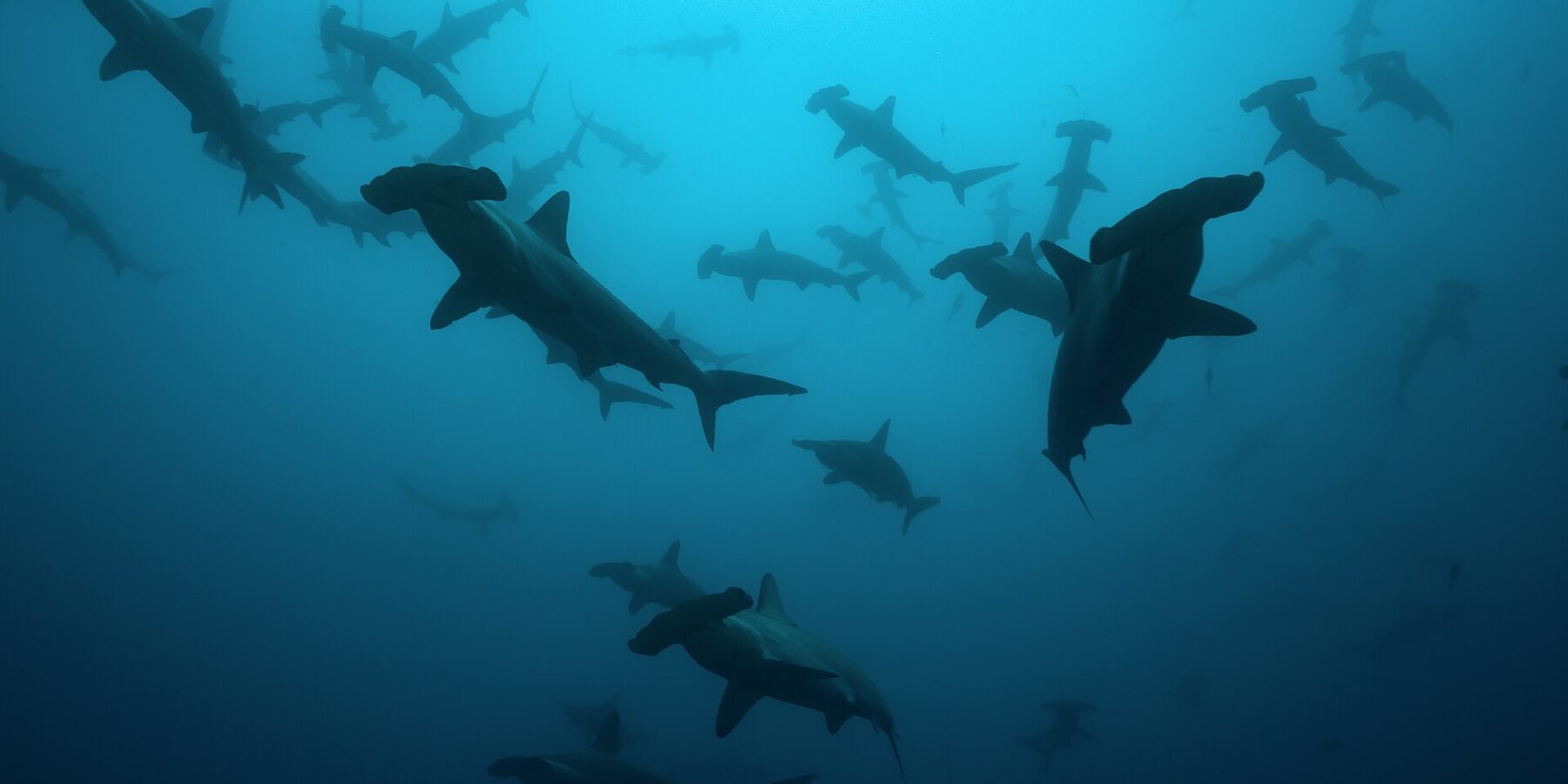 Een school geschulpte hamerhaaien als silhouetten in blauwgroen water, van onderen gezien, een stuk of twintig dieren