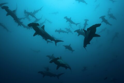 Een school geschulpte hamerhaaien als silhouetten in blauwgroen water, van onderen gezien, een stuk of twintig dieren