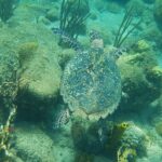 Een karetschildpad van bovenaf gezien zwemt vlak boven rotsen met algen, hersenkoralen, gorgonen en gele buisvormige sponzen, in groenturquoise water