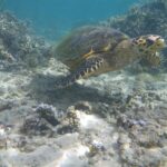 Een zeeschildpad met een smalle, haakvormige bek zwemt boven een bodem van zand en vertakte koralen, in het heldere, ondiepe water van de lagune