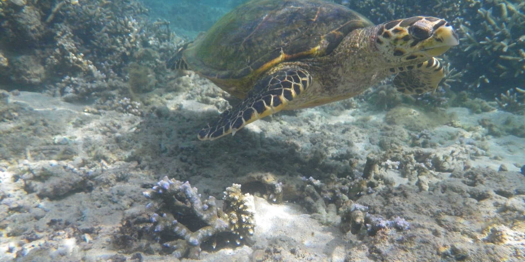 Een zeeschildpad met een smalle, haakvormige bek zwemt boven een bodem van zand en vertakte koralen, in het heldere, ondiepe water van de lagune
