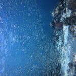 Duizenden zilveren sardines in een dichte school in het blauwe water, tegen de wand waar een rood hersenkoraal uitspringt.